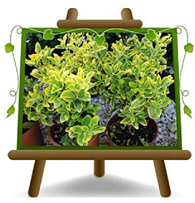 Euonymus Japonicus Aureus Låg häckväxt på 22 cm höjd 80-100 cm