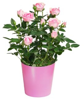 BLOOMY DAYS Blumenstrauß Zarte Schönheit, Rosen