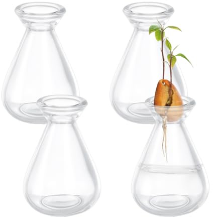 NBEADS 4 pz di Vasi per La Germinazione Dei Semi di Avocado, Vasi In Vetro Trasparente per La Germinazione di Piante In Vaso per La Coltivazione Avocado Semi Ghiande Erbe Aromatiche Piante Da Interno