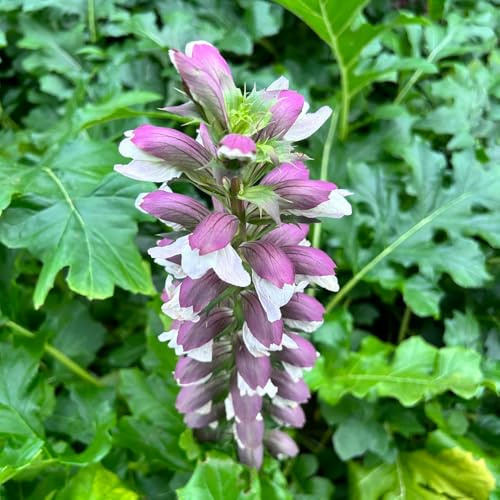 semillas de acanto, jardín de arbustos Acanto ilicifolius, arbustos rápido crecimiento jardín rocas resistentes raras semillas regalos para los amantes la 250pcs