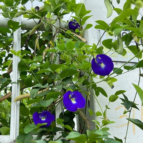 Semillas de Clitoria ternatea, Decoración de jardín para exteriores Semillas de guisante mariposa, de exterior resistentes de jardín de balcón 450pcs