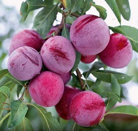 Santa Rosa Plum Tree - Self Pollinating Live Fruit Plant Shipped 3 to 4 Feet Tall by DAS Farms