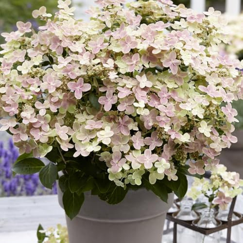Hydrangea Paniculata 'Switch Ophelia' – Compact, Early-Blooming Hardy Shrub with Colour-Changing Flowers, Perfect for Containers- 1x 9cm Potted Plants by Thompson & Morgan