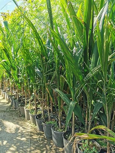 N2 Piante Arecastrum, cocus plumoso, palma, Vs16, Foto reali, palma cocco