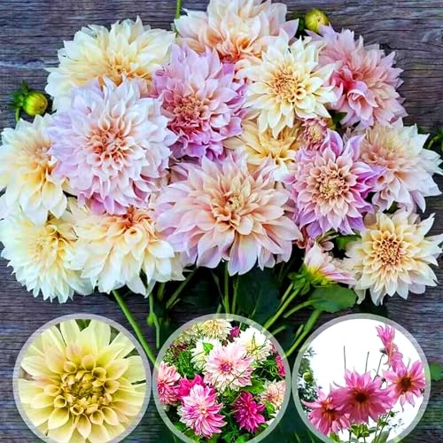 Bulbo de Dahlia, Belleza Clásica para Espacios Abiertos-6bulbos-A