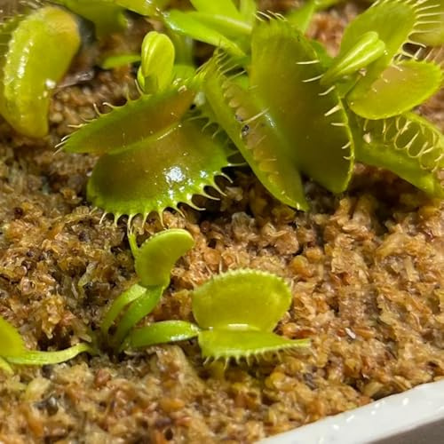semi di Venere acchiappamosche - biologici esotiche resistenti giardino roccioso appartamento 50pcs