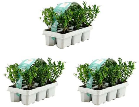 Bloomique - Set di 18 - Ilex Crenata Jenny - Agrifoglio giapponese - Gaultheria - Resistente - Compatto - Altezza 10-20 cm - Radici 6 cm