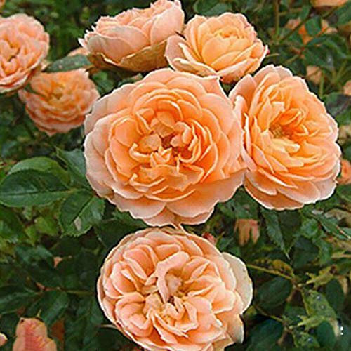 TOYHEART 100 Stück Premium Blumensamen, Kletternde Rosensamen Schnell Wachsende Bunte Pflanzen Gartenpflanzen Samen Für Den Hof Orange Rosensamen