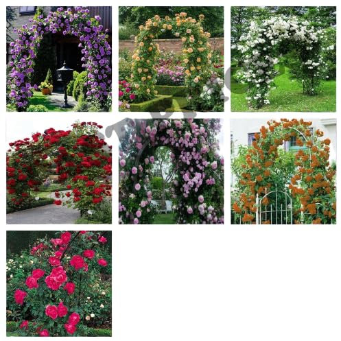 Climbing Rose Flower Seeds, UK Climbing Rose Flower Seeds for Home Garden Patio Plant - 10x Climbing Rose Flower Seeds (Red)