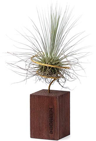 BOREEN - Luftpflanzen Tillandsia FUS mit dekorativer Schreibtischhalterung (Holzleisten mit 5 cm Höhe Teakholz)