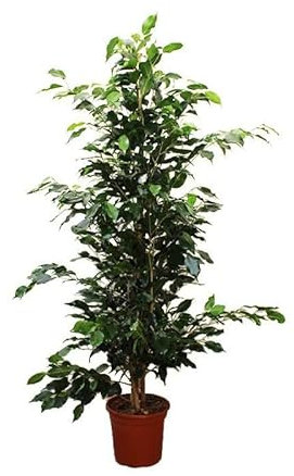 Ficus Benjamina Verde Altura Aproximada ± 110cm Árbol Natural