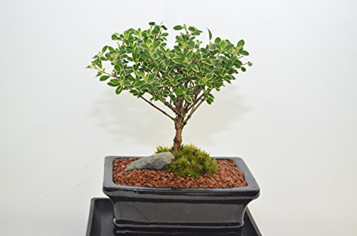 Serissa Mt.Fuji, 5 Years Old, broom Style, white Flowers