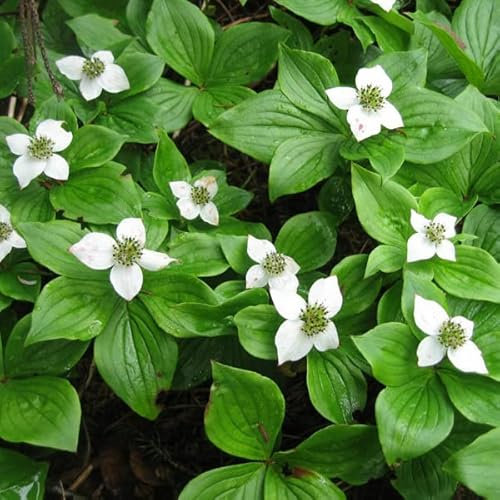 Matta hård spärr – Cornus canadensis 40–50 C –