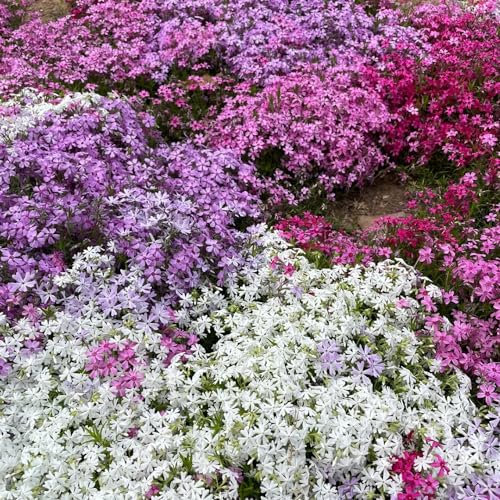 500 pcs teppichphlox samen winterhart pflanzen samen indoor winterharte balkonpflanzen teppich flammenblume wildblumensamen balkon blumen samen mehrjährige kübelpflanzen schnittblumen