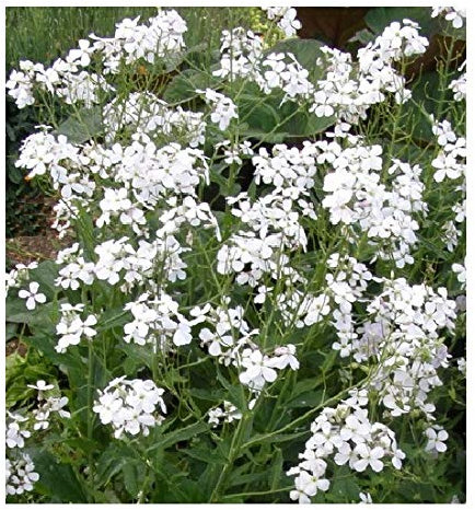 Hesperis matronalis 'Alba' / White Sweet Rocket / 1g Seeds