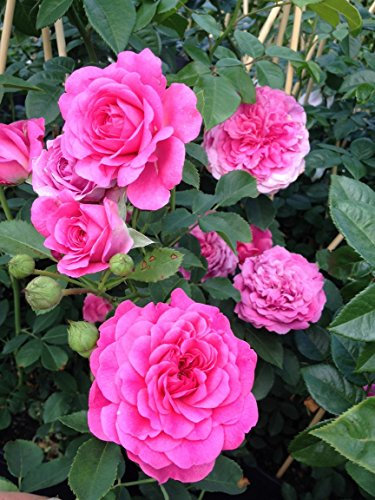 Englische Rose Sir John Betjeman im 7 Liter Rosentopf