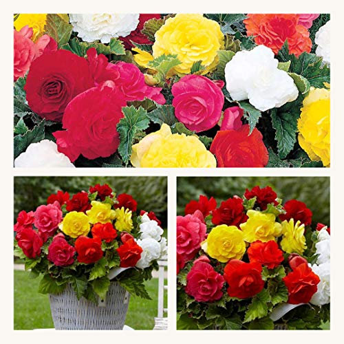 Double Begonia Mixed Corms. Stunning Double Blooms Extra Large Corms Size 7/8 (10)