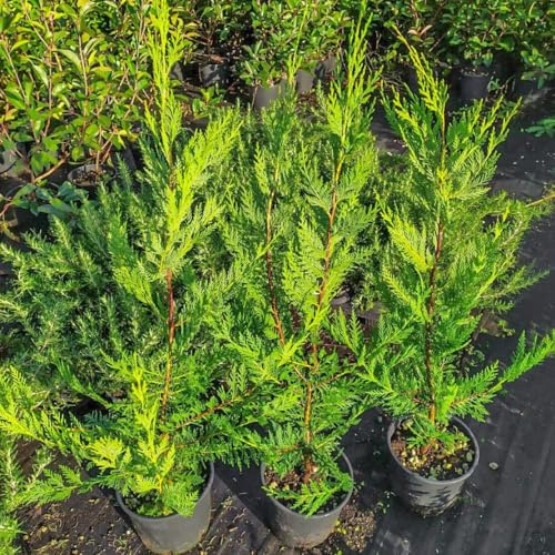 Cupressocyparis leylandii, 24 piante con altezza 60/80 cm, vaso Ø18, per una siepe da 12 a 16 metri, Cipresso di Leyland (24)