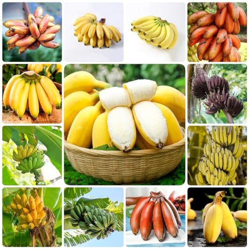 200 pcs bananenbaum samen, frisches obst winterharte kübelpflanzen bananensamen bananen samen,Musa sikkimensis, bonsai baum pflanzenkübel spezielle samen exotische früchte topfpflanzen