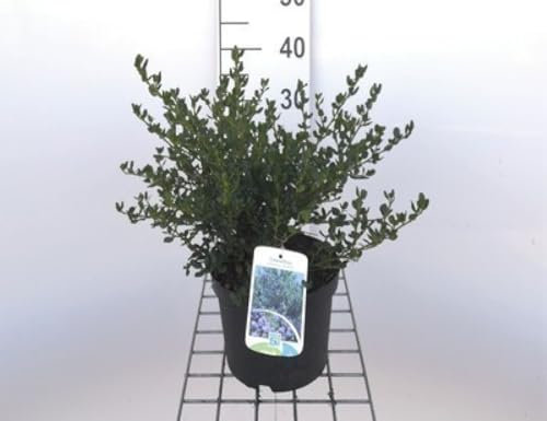 Ceanothus impr. 'Victoria' - Céanothe, Lilas De Californie Impressus 'Victoria' 25-30 cm en pot