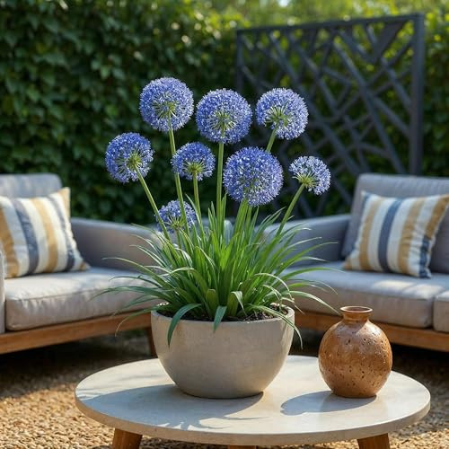 Blomsterlökar - Allium 'Caeruleum' - Blå - 40 plantor - Lökstorlek 4/5-50-150cm - Ø10cm - Trädgårdsväxt - Flerdeal
