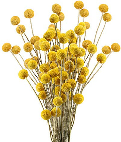 HUAESIN 30 Stems Craspedia Dried Flower Natural Bouquet Craspedia Flowers Dried Yellow Billy Button Balls Plant for Wedding Home Table Vase Floral Flower Arrangement