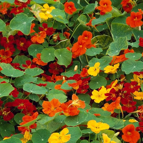 Summer Bedding Plants - Whirlybird Mixed Nasturtium Plants Garden Ready - Free Flowering Half-Hardy Annuals for Borders, Beds, Hanging Baskets, and Pots - Tropaeolum Indian Cress (9cm Pots, Pack of 6)
