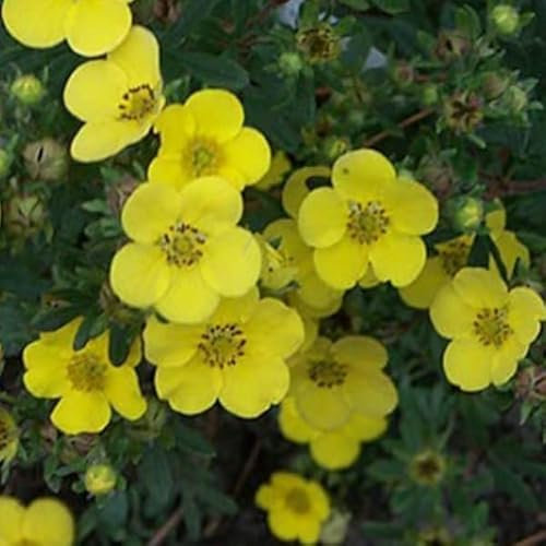 Buskguard - Potent fruticosa 'Sommerflor' - kruka - rikblommande sommarbuske