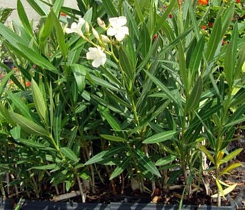 Pack de 10 Plantas natural Adelfa Nerium Oleander Blanca, En cepellón. 5-10 cm. Arbusto ornamental, con flores vistosas y muy resistentes. Segura Garden.