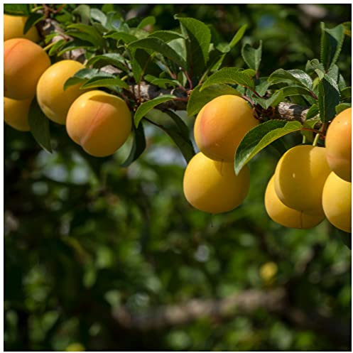 Dwarf Patio Mirabelle de Nancy Plum Tree, in a 5L Pot, Miniature & Self-Fertile 3fatpigs®
