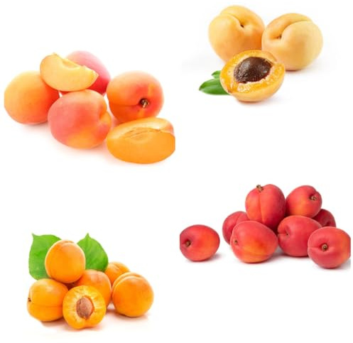 comprar semillas de albaricoquero Decoración de albaricoques organicas, para lecho elevado, para lugares 10pcs