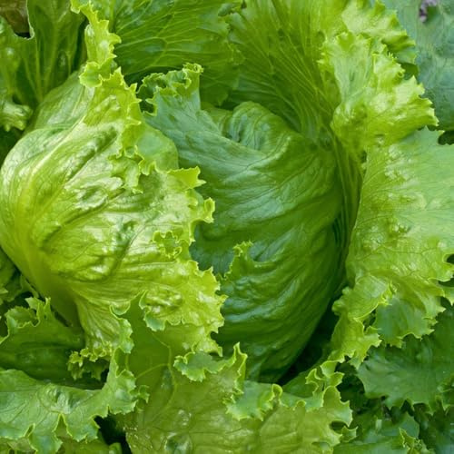 semi di lattuga iceberg di antichi di lattuga iceberg aiuole rialzate per giardino resistenti per il giardino 1000pcs