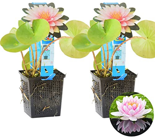 Bloomique - Lot de 2 - Nymphaea Wilfron Gonnere - Nénuphar - Rose - Plantes de bassin - Plantes aquatiques - Rustique - Hauteur 10-20 cm - Pot 11 cm