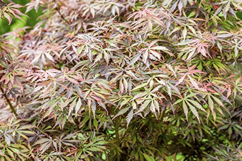 Fächerahorn 'Jerre Schwartz' 100-125 cm Topf Acer palmatum winterhart
