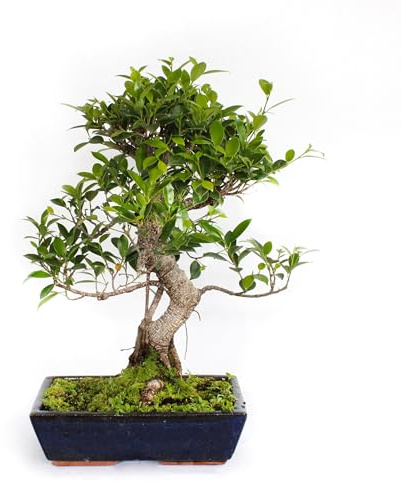 KENTIS - Bonsai Ficus Microcarpa - Bonsai Ficus Retusa - Piante Vere da Interno - Vaso in Ceramica - H 45-55 cm Vaso Ø 28 cm