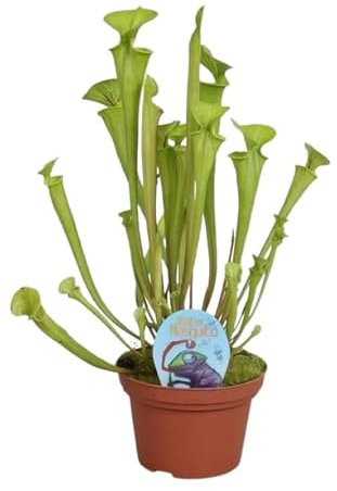 Sarracenia - Planta Carnívora Natural Ideal para Reducir Población de Mosquitos