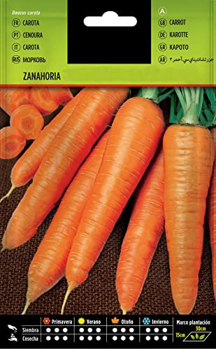 Semillas de Zanahoria de Nantes para Huerto Urbano Semillas Fáciles de Germinar