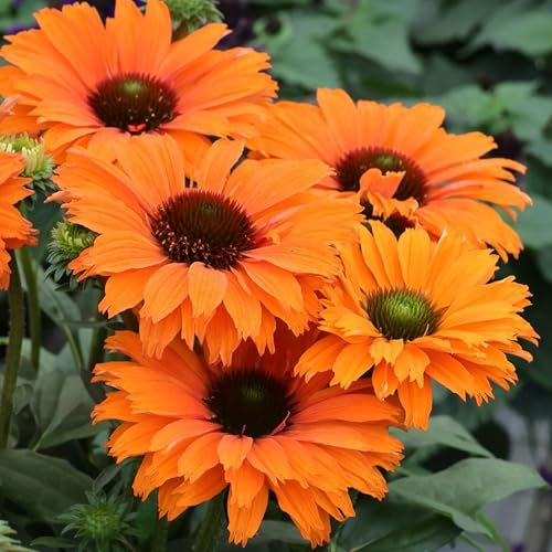 Echinacea SunSeekers Mineola - Outdoor Plants Garden Ready - Deciduous Orange Flowering Perennial Plant for Pots, Containers, Borders and Flower Beds (9cm Pot, 15-25cm)