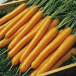 PREMIER SEEDS DIRECT Carrot - Organic TENDERSWEET - 2000 Seeds