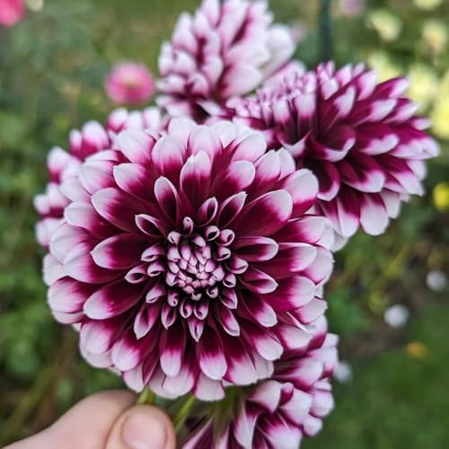 Bulbos de dalia, resistentes perennes regalos jardin bulbo de balcón 8pcs