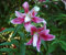 Bulbo Di Giglio,Giglio Bulbi Asiatico,Bulbo Di Fiori,Fiori Delicati E Profumati,Lilium Bulbi Giganti-10bulbi-D