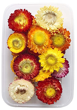 Beluapi - Fiori secchi pressati, foglie di petali per artigianato, eucalipto, margherite, ortensia, felce, gipsopila, crisantemo, rosa, misti e assortiti