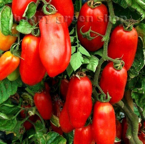 Tomato San Marzano 2-70 Seeds + Freebie + Plant tag - Roma Tomato Solanum lycopersicum