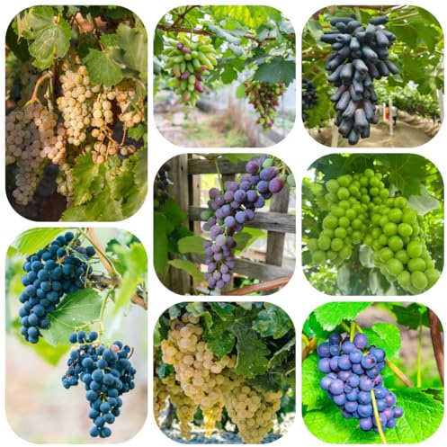 plantas de uva - semillas decoración vegetal plantas trepadoras resistentes uvas semillas de resistentes fruto columnar para balcones plantar árboles jardín en macetas vid uva 600pcs