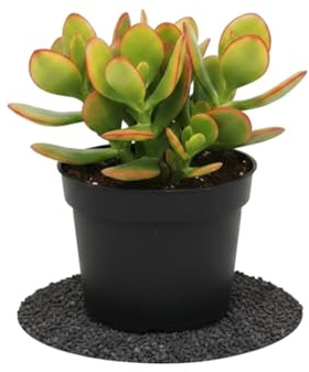 Crassula Ovata DECOALIVE | Planta del Dinero y Árbol de Jade, Maceta de 10 cm, Altura 15 cm, Suculenta Decorativa