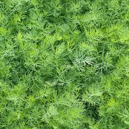 semillas de eneldo perenne resistente - orgánicas jardín 500pcs
