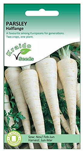 Parsley (Root) Seeds Halflange Petroselinum Crispum 500 Seeds Grow Your Own Vegetable Perfect for Outdoor Growing in Raised Beds or in Large Pots and Containers