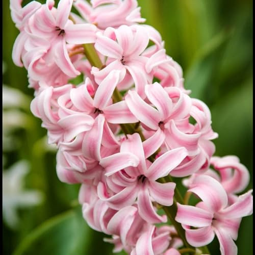 Hyazinthen zwiebeln,winterharte pflanzen,haben eine lange Blütezeit,sind leicht zu überleben,geeignet zum Pflanzen im und um den Garten,farbenfroh,traubenhyazinthen rosa.-5zwiebeln-B
