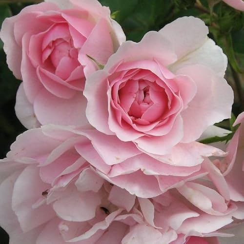 2x Rosier à massif 'Bonica' – Rosa 'Bonica' Rosiers tiges pot | Rosier tige, floraison rose abondante, idéal allée & massif fleuri