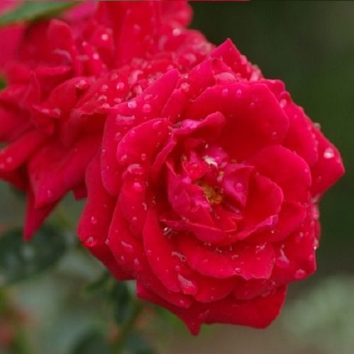 New Dawn Rouge Kletterrose - Rot, Mehrjährig, Duftend & Winterhart | ClematisOnline Kletterpflanzen